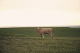 STEFAN SIMAK - photographer | ux/ui designer